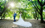 Ngắm những vòm cây đẹp như cổ tích ở Hà Nội